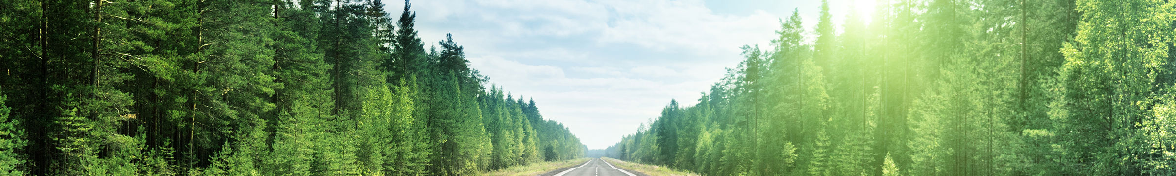 Road and trees