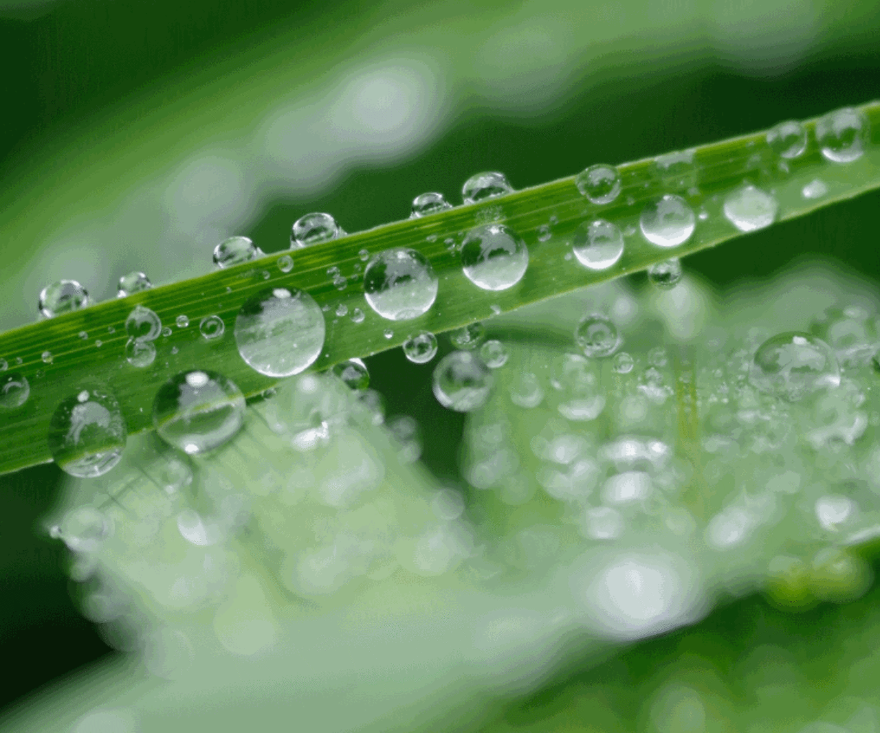 Water drops on green leaves