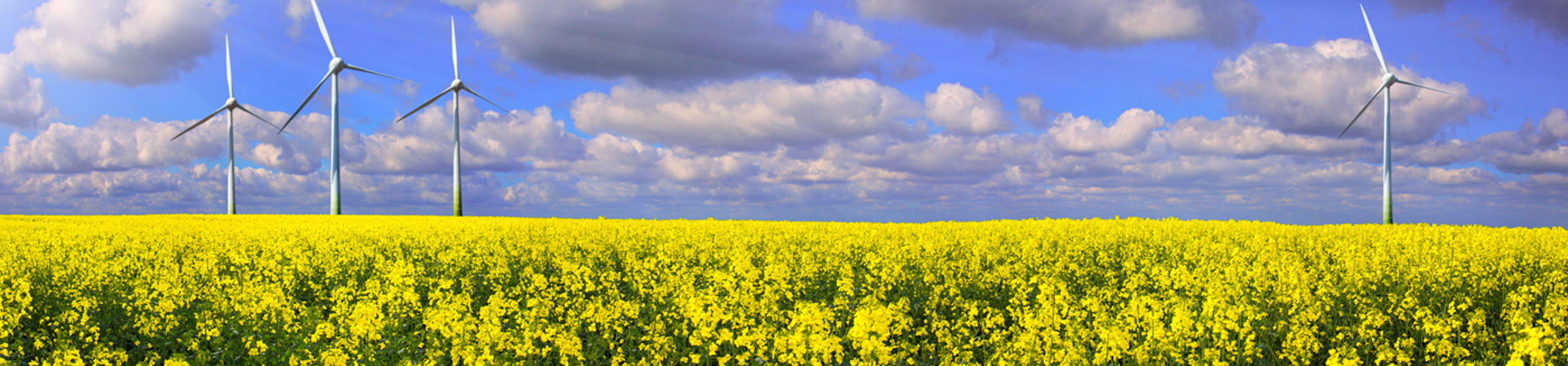 Rapeseed field with wind turbines